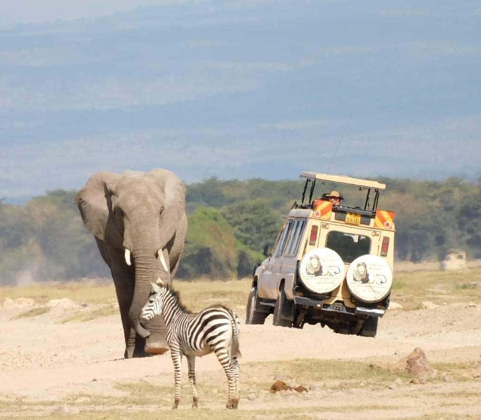 Cheetah brothers patrolling the open plains.