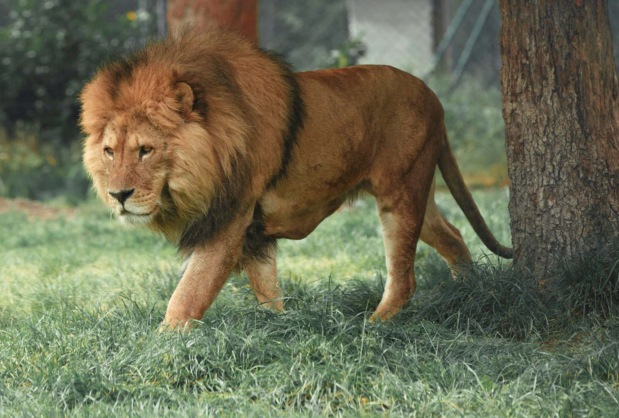 A Marsh Pride lioness scans the floodplain at first light.