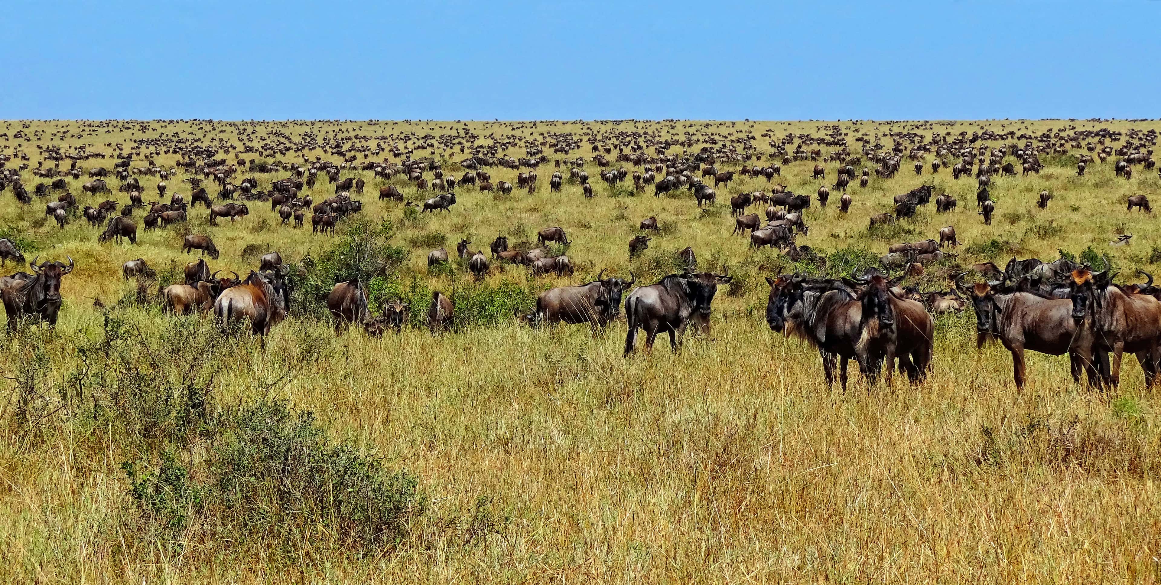 Wildebeest column moves toward the Mara River.