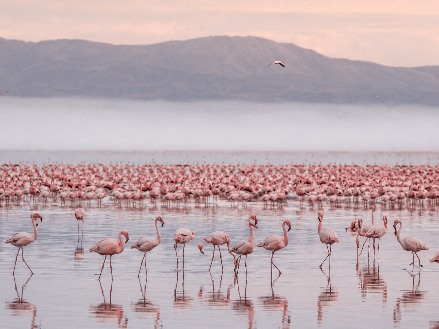 Flamingos on a Rift Valley soda lake at dawn
