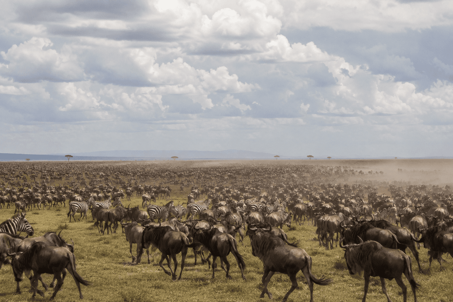 Wildebeest herds crossing the open plains during the Great Migration