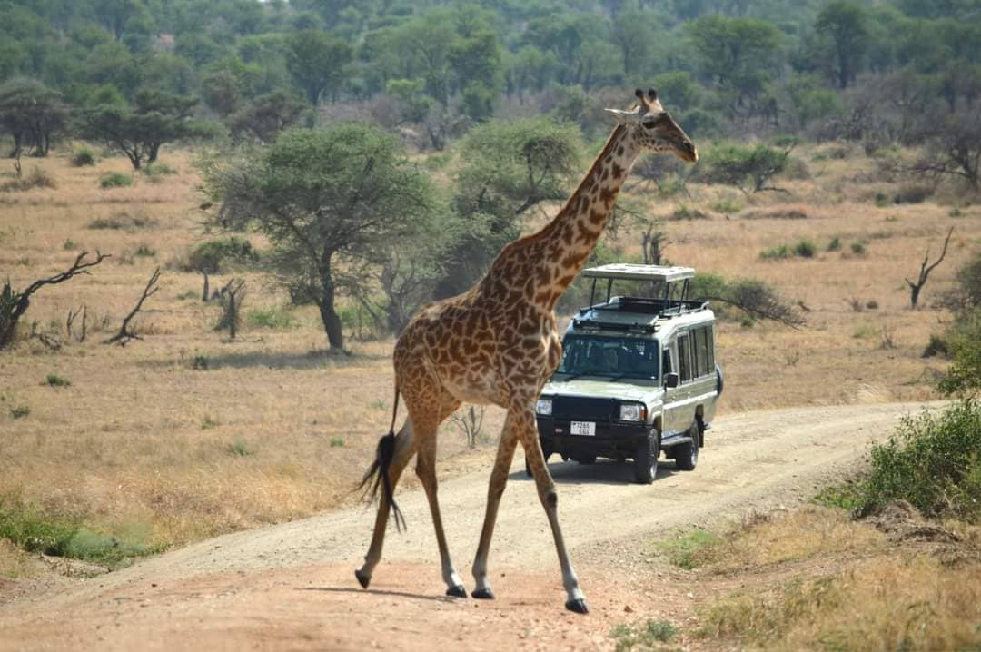 Maasai Mara safari destination