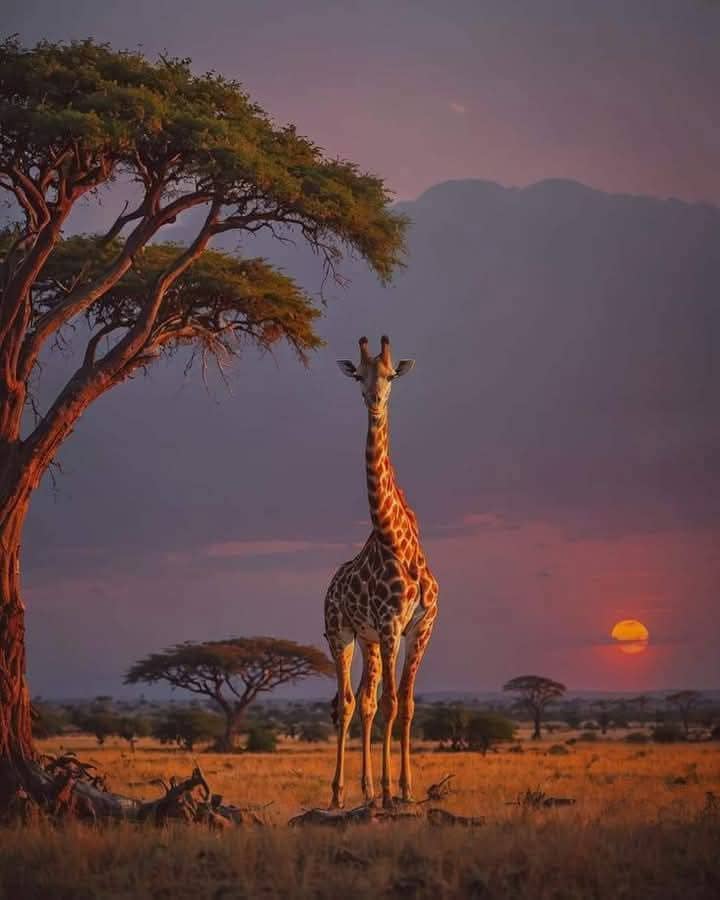 Samburu National Reserve