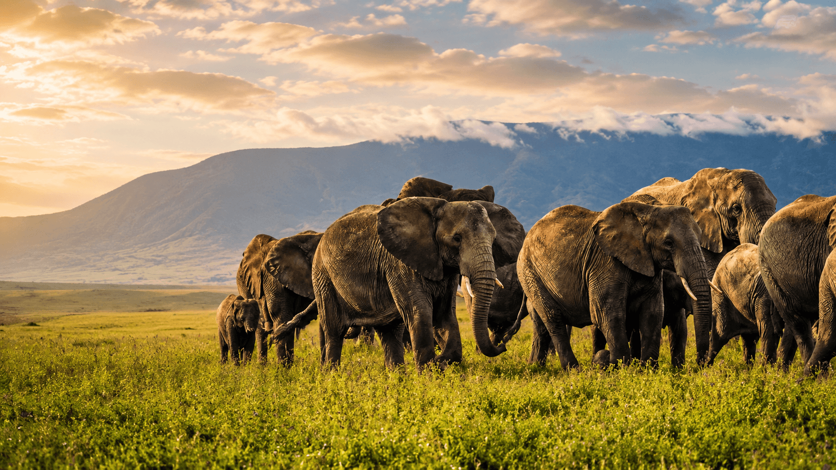 Elephants on safari