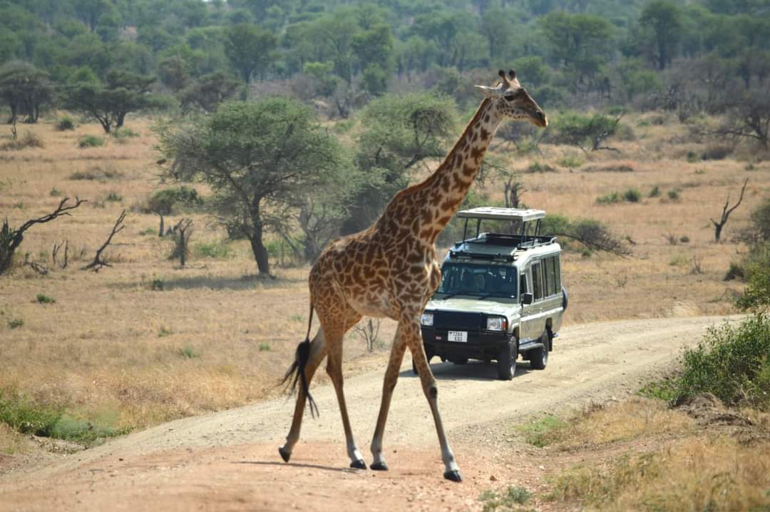 Kenya lodge safaris with comfort and character.