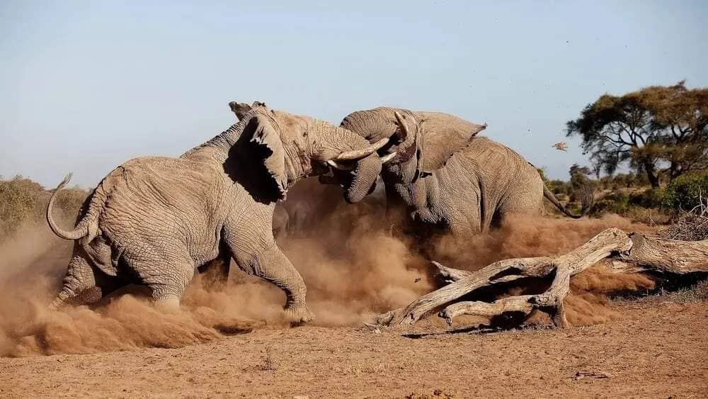 Aberdare National Park safari destination