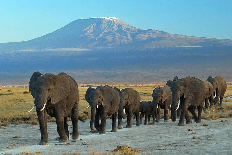 Amboseli National Park safari destination