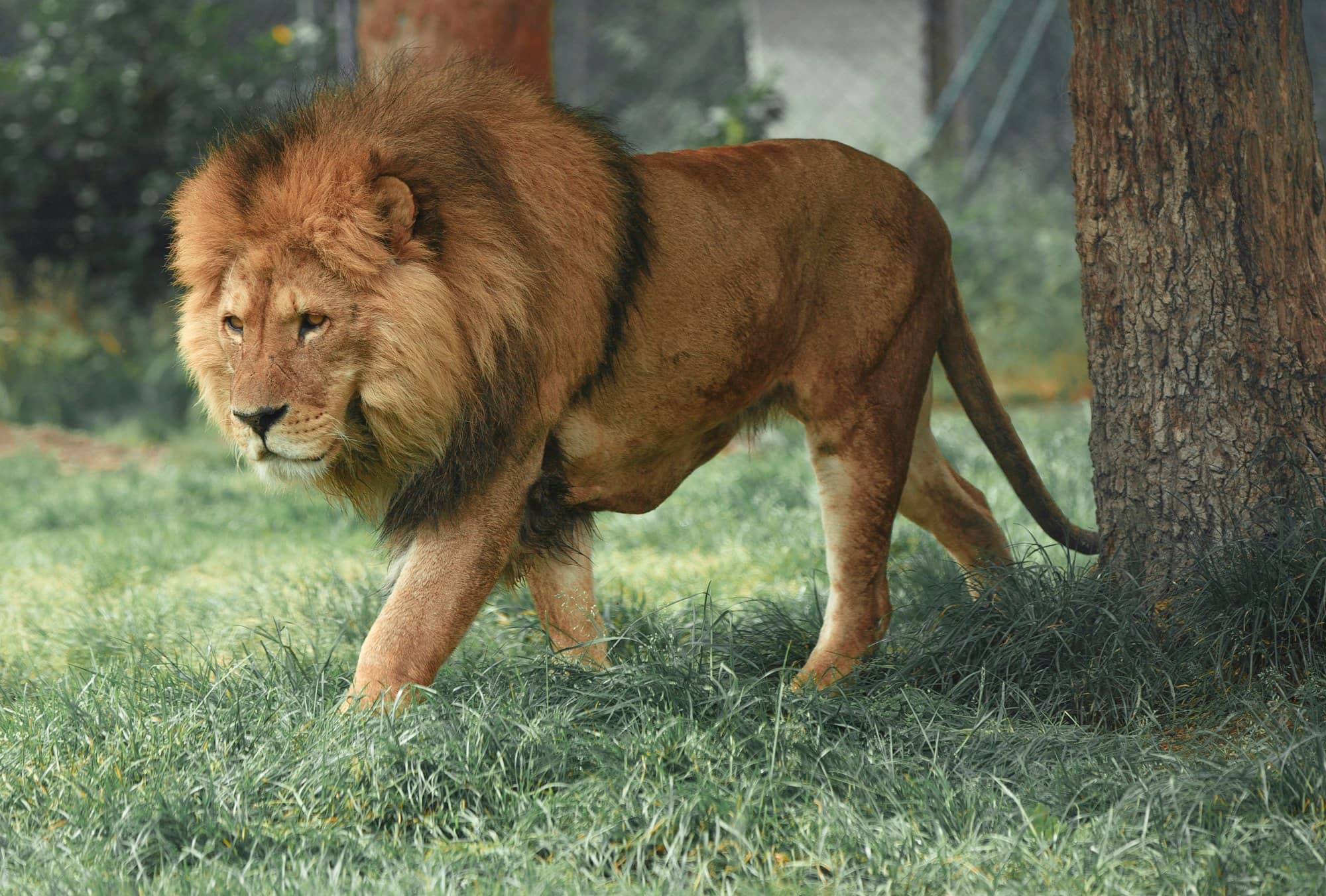 Maasai Mara National Reserve safari destination