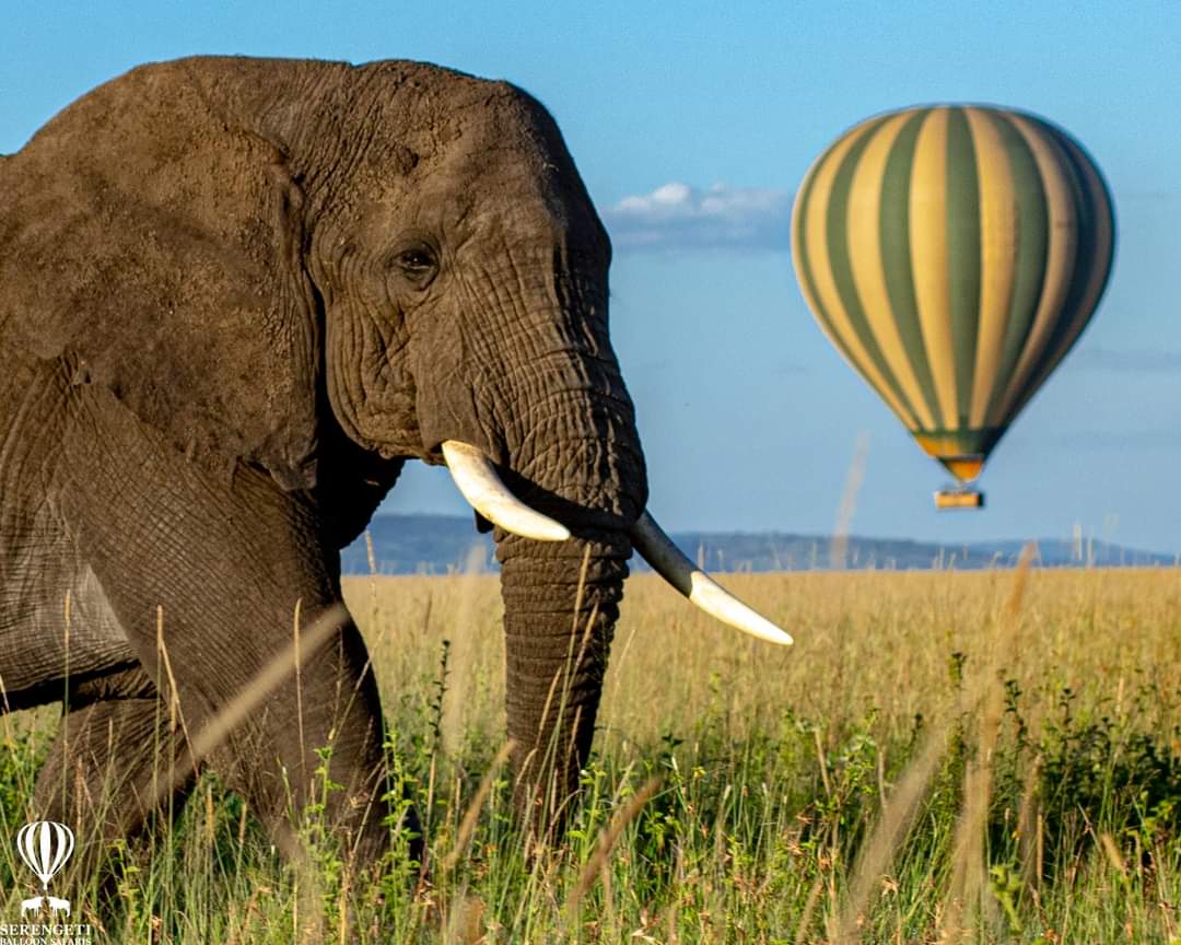 Kenya fly-in luxury safaris.