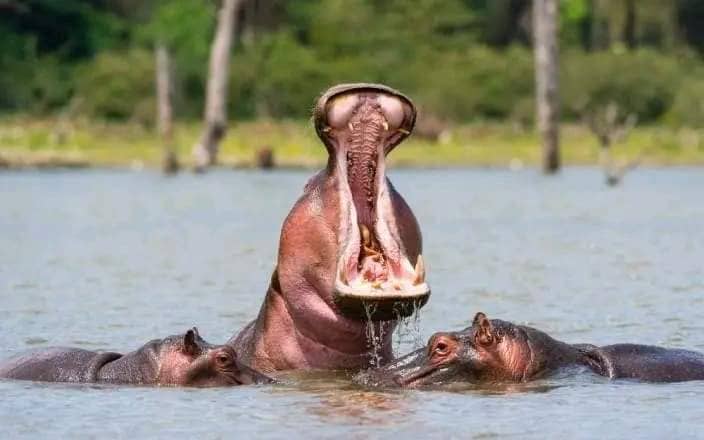 Lake Naivasha safari destination