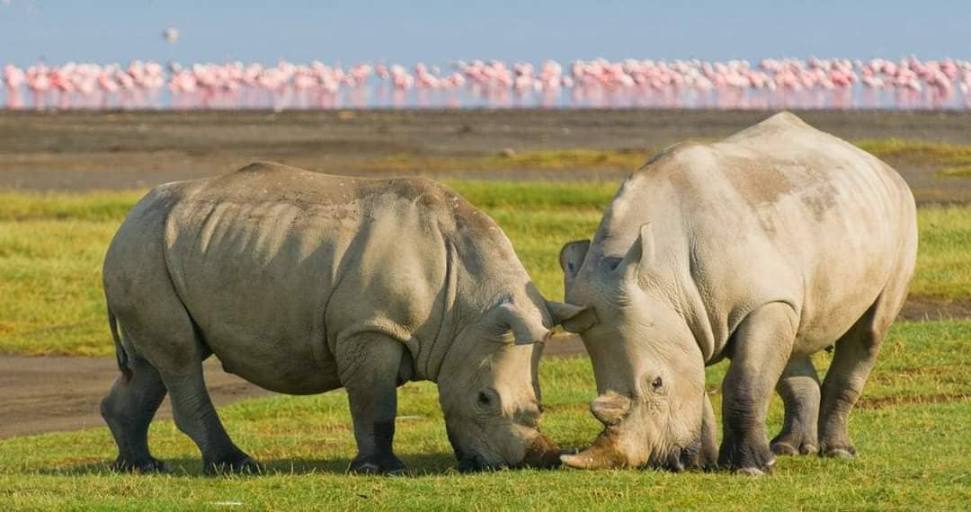 Lake Nakuru National Park