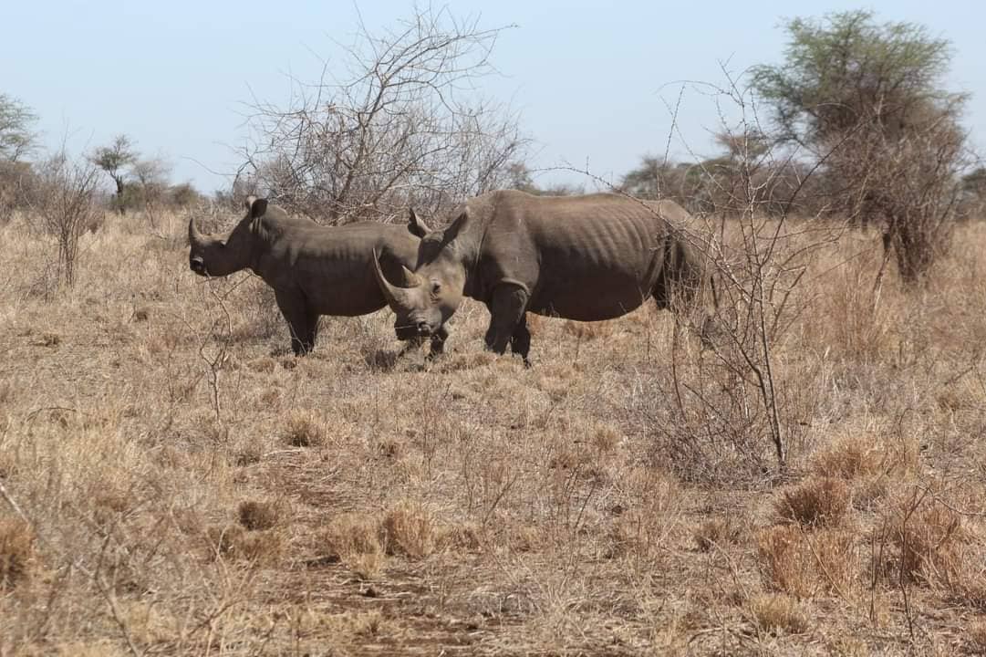 Ol Pejeta Conservancy safari destination