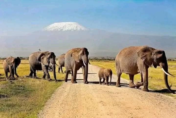Time your safari