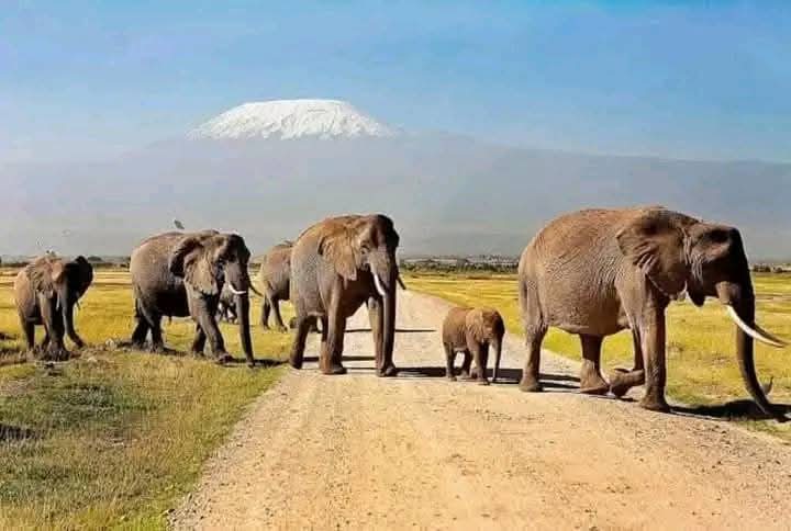 Tanzania migration safaris timed to the herds.