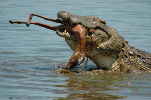 east africa group safari tour