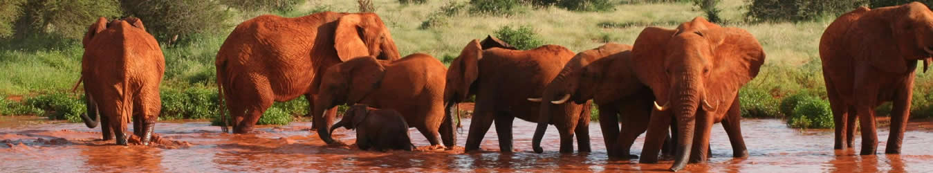 budget friendly game safaris